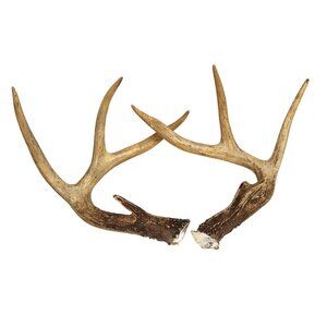 Deer Antlers For Rustic Decor Or Craft Projects or Dog Chews